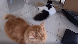 Long-haired cats - Playing with Romeo and Juliet by Dennis Zill 273 views 3 years ago 3 minutes, 47 seconds