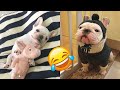 Bulldog — Funny And Cute Videos And Tik Toks Compilation