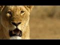 Buffalo Migration and Lion Hunting