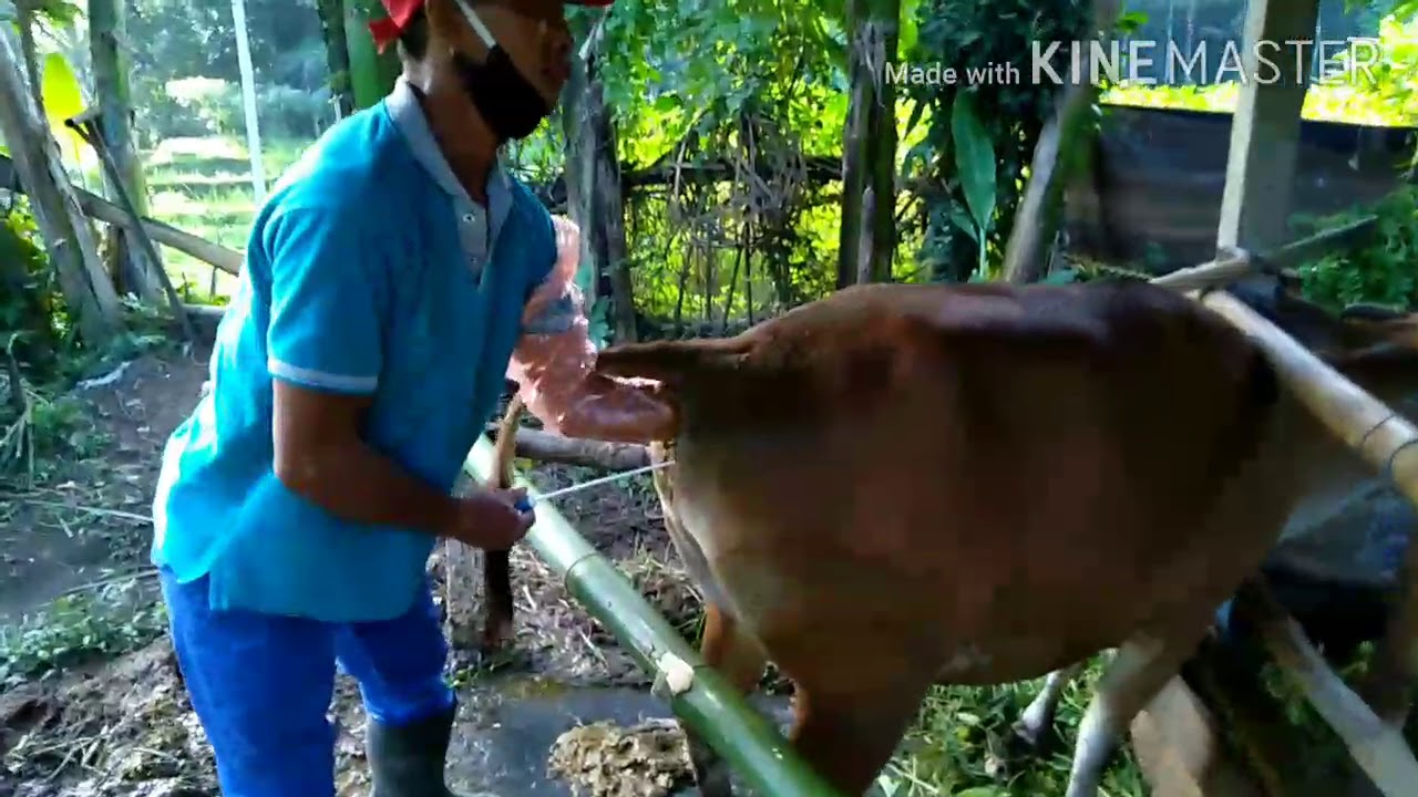 Kawin suntik - YouTube