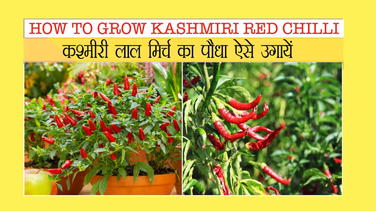 How To Grow Kashmiri Red Chilli Plant AT Home कश्मीरी लाल मिर्च का