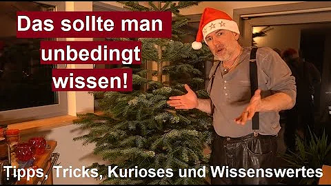 Wie lange hält sich ein Weihnachtsbaum in der Wohnung?