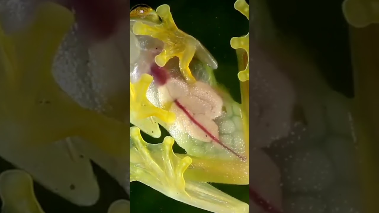 The flowering of Sandhof desert lilies in Namibia.