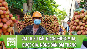 Vải thiều Bắc Giang được mùa, được giá, nông dân đại thắng | VTC16
