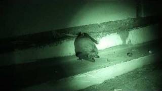 Bat's Echolocation Sonar