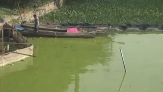 One of China's biggest freshwater lakes turned completely green