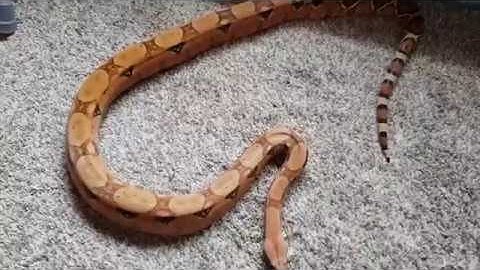 Blood Python vs Boa Constrictor part 4