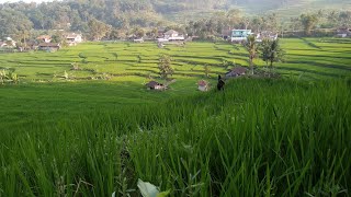 TERAPI SUARA ALAM BIKIN TENANG screenshot 2