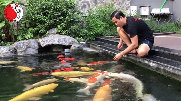 Hồ cá Koi có cá đẹp,thân thiện và khủng  nhất Việt Nam.07/2017