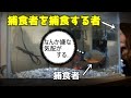 《ピラニアの飼育方法》ピラニアの飼育方法①　piranha　V.　mammy　驚愕生態映像。