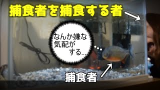 《ピラニアの飼育方法》ピラニアの飼育方法①　piranha　V.　mammy　驚愕生態映像。