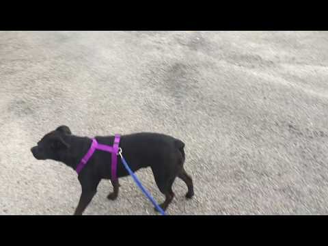 Takin Ruth and Ronald for a walk tiny house plans