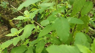 BÀI THUỐC CHỮA HẠ SỐT BẠN NÊN BIẾT