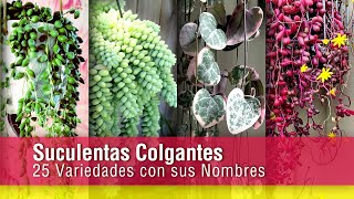25 Succulent PENDANTS with Names! for your Garden, Types and Species