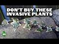 16 Invasive Species Sold at Garden Centers You Should Never Buy