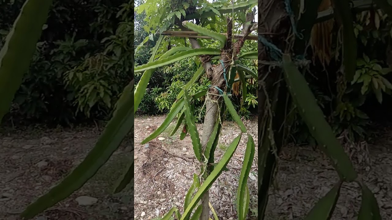 Memanfaatkan lahan samping rumah untuk menanam pohon NAGA 