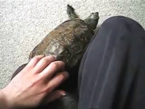 Martha May - My Beloved Reeves Turtle (RIP 1973-2016)