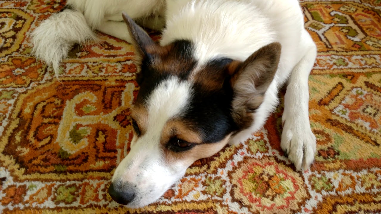 Ти-Рекс Сибирская Лайка с Рублевки 2019 4K-UFHD