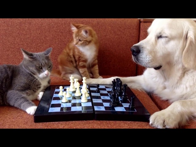 Open world chess with cats