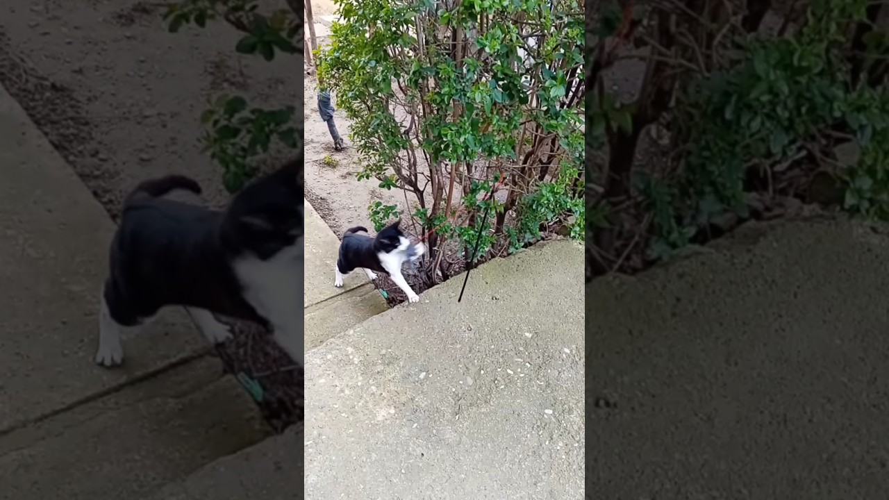 tuxedo cat tries to "help" a poor mouse caught in a tree