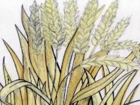 يوم الطاهي الصغير روضة دار الحنان ببدر