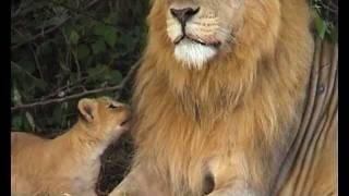 THE LION COUPLE Trailer