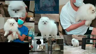 LEE CHING'S KENNEL VISIT TRAILER II HASHTAG VLOGS