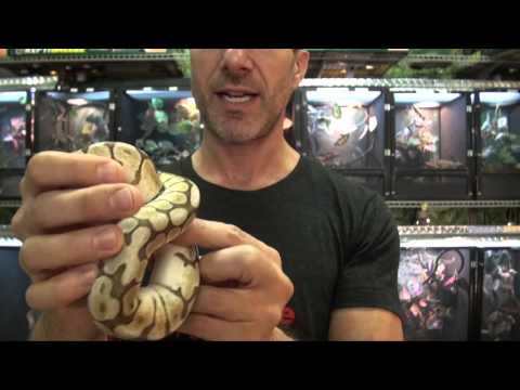 Lesserbee Ball Pythons For Sale. Buy at Big Apple Pet with Same Day Shipping.