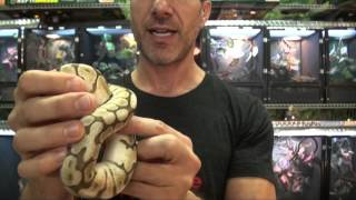 Lesserbee Ball Pythons For Sale. Buy at Big Apple Pet with Same Day Shipping.