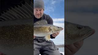 Giant Walleye Ice Fishing With An Underwater Camera