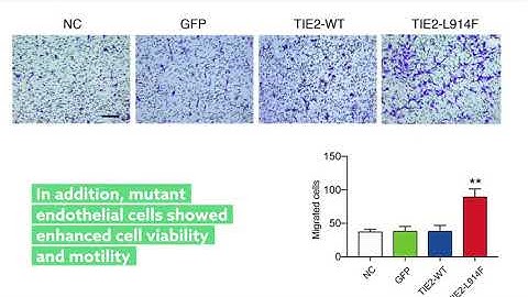 New molecular target for disrupting development of venous malformations