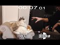 猫vsマスターハンド