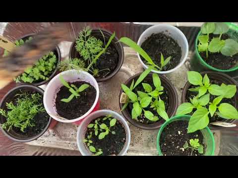 Video: The Earth Turns Green: In A Greenhouse, A Greenhouse And A Vegetable Garden. What To Do, The Causes Of Green Soil In The Beds. Why Are They Covered With Bloom And Moss, How To Proc