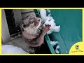 First snowfall in 2024 for otter Bingo&amp;Belle