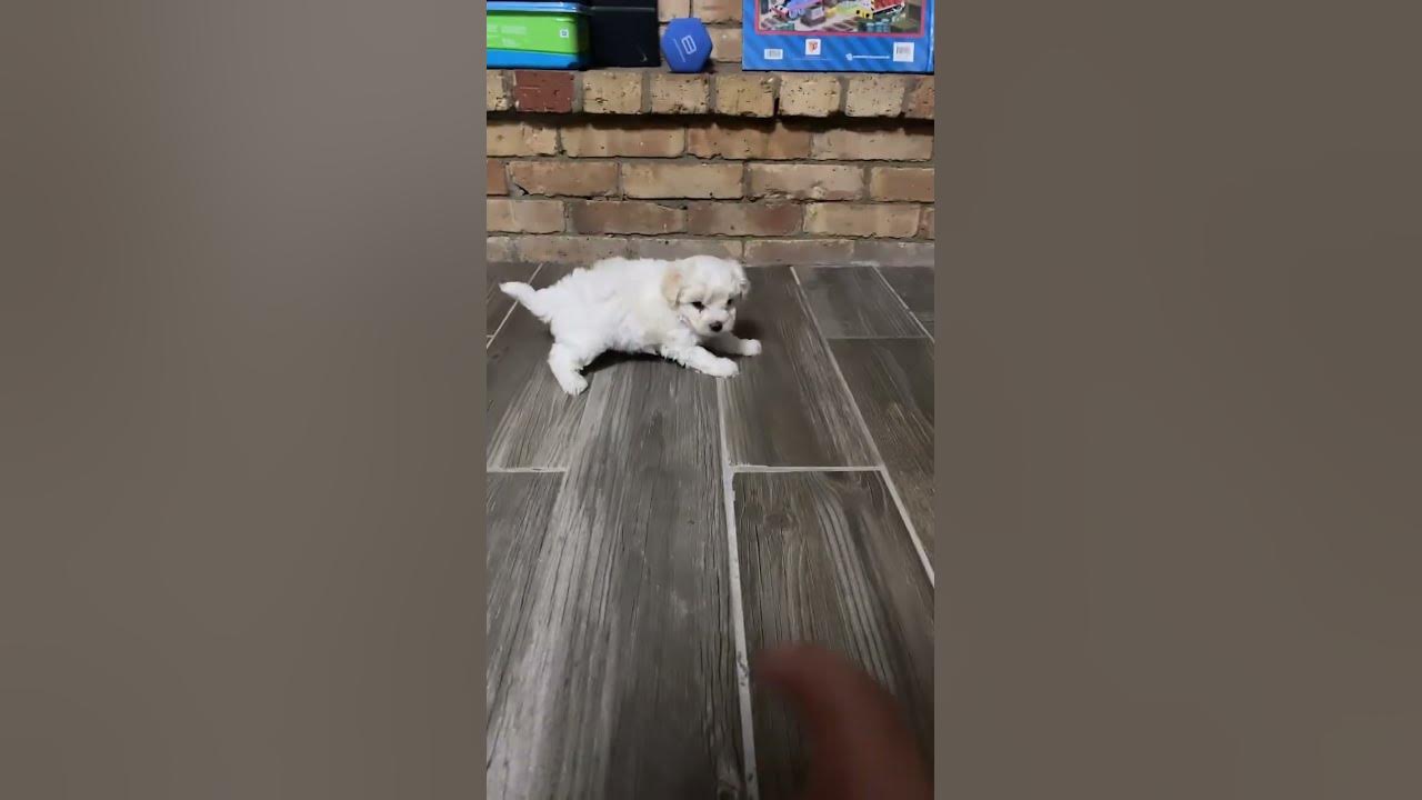 mama-may-i-have-cookie-youtube
