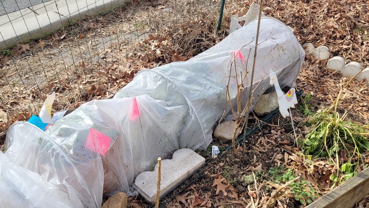 Winter garden surprise+how I'm keeping plants alive🥦🧊