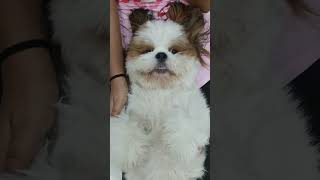 It's my massage time #massage #relaxing #ytshorts #petshub #pets #youtubeshorts #trending #shihtzu