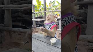 Download Lagu Great SokYaa,OG, ToTo Animals Are So Awesome #shorts MP3 Download Lagu Great SokYaa,OG, ToTo Animals Are So Awesome #shorts MP3