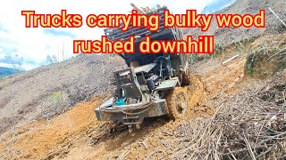 Trucks carrying bulky wood rushed downhill || Xe độ Tây nguyên