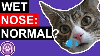 Should My Cat Have a Wet Nose?