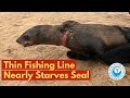 Thin Fishing Line Nearly STARVES Seal