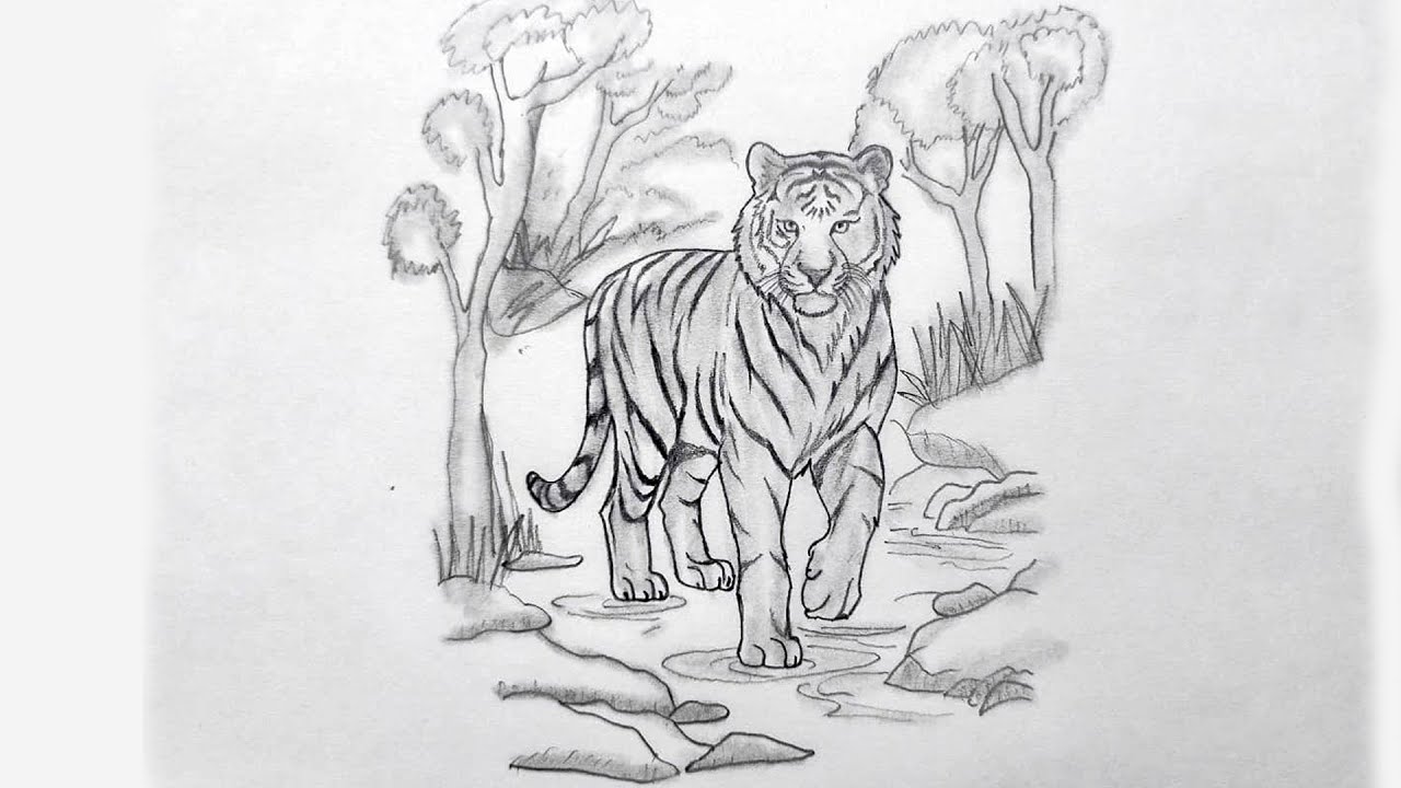 Royal Bengal Tiger | Draw a Realistic Tiger in a Forest with Pencils ...
