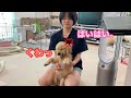 姉に向かって怒りをぶつけても、余裕の表情でサクっと流されてしまうゴルパピだいふく【ゴールデンレトリバーとミニチュアダックスフンド】