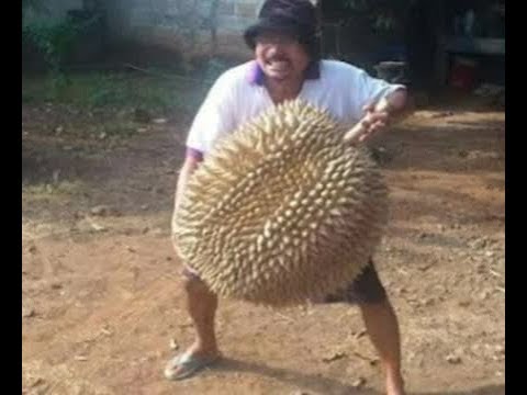 Download 80 Gambar Durian Gajah Keren Gratis