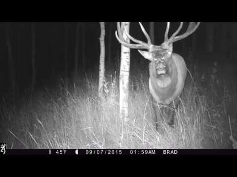 Elk Bugle - Night