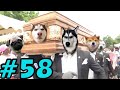 Dancing Funeral Coffin Meme - 🐶 Dogs and 😻 Cats Version #58