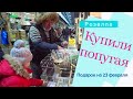 VLOG ❤ Купили попугая. Подарок на 23 февраля. Розелла пенантовая