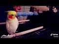 حالات واتس اب مصطفي باسط O M A R W A J D Y 