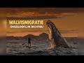 Bultrugwalvissen van dichtbij! | Een natuurwonder in Baja Mexico 🐋