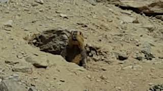 Himalayan Marmot giving alert call seeing predator, Ladakh #nature, #wildlife